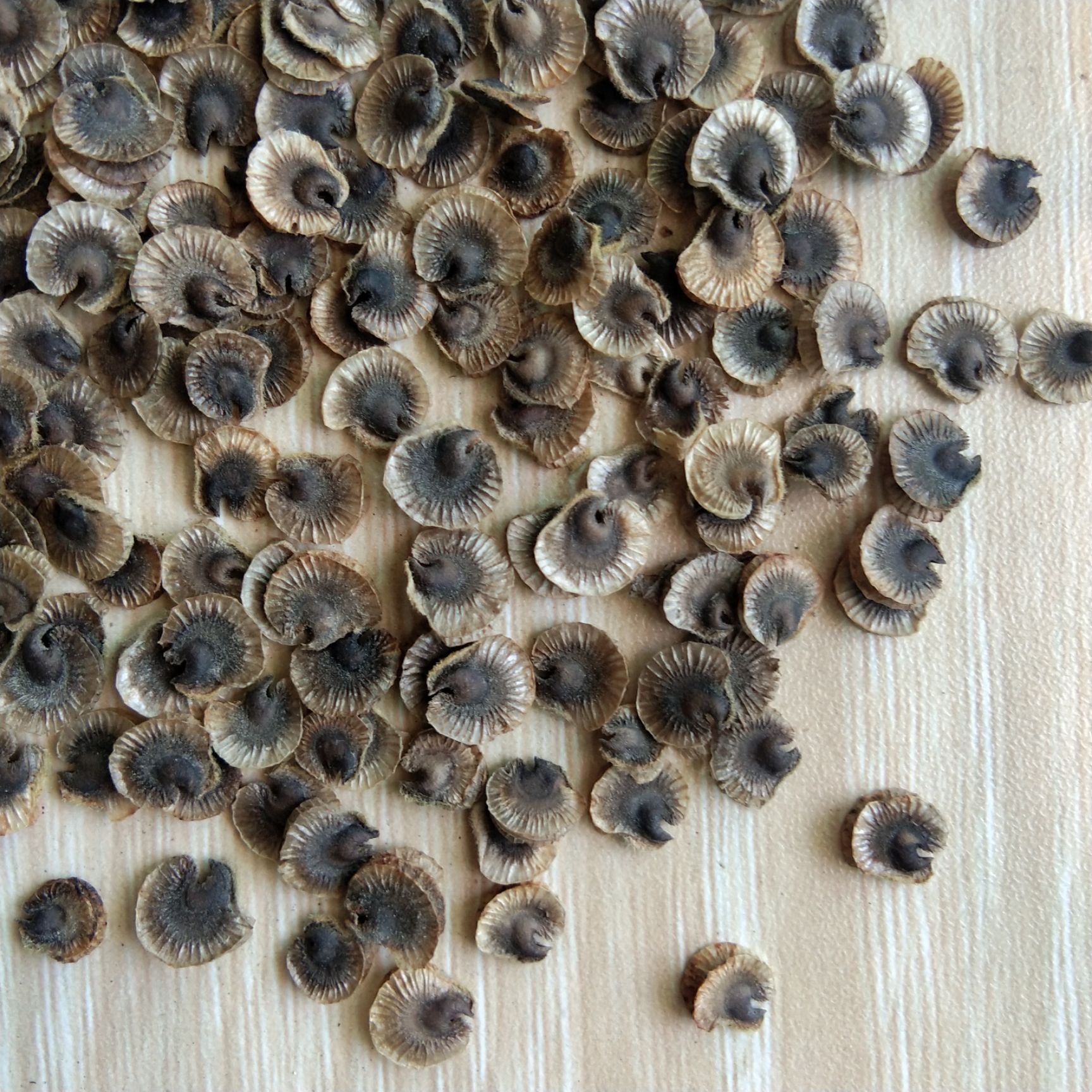 蜀葵种子  新产蜀葵花种 熟季花种子，一丈红 多年生 论斤卖