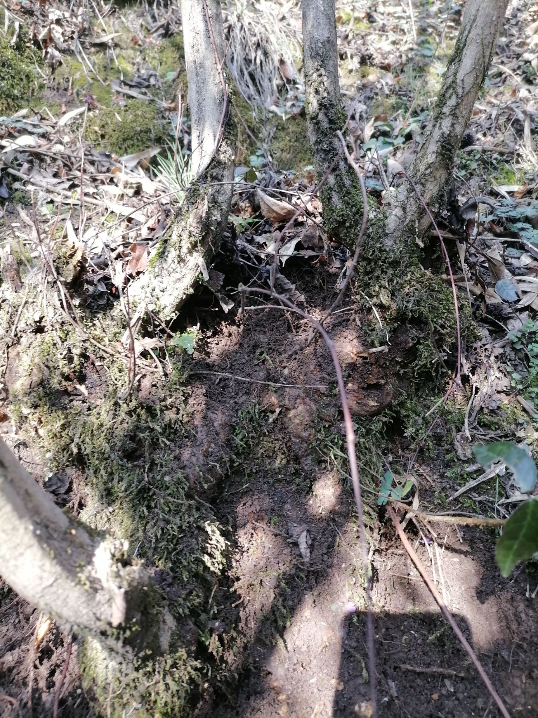 黄荆桩 