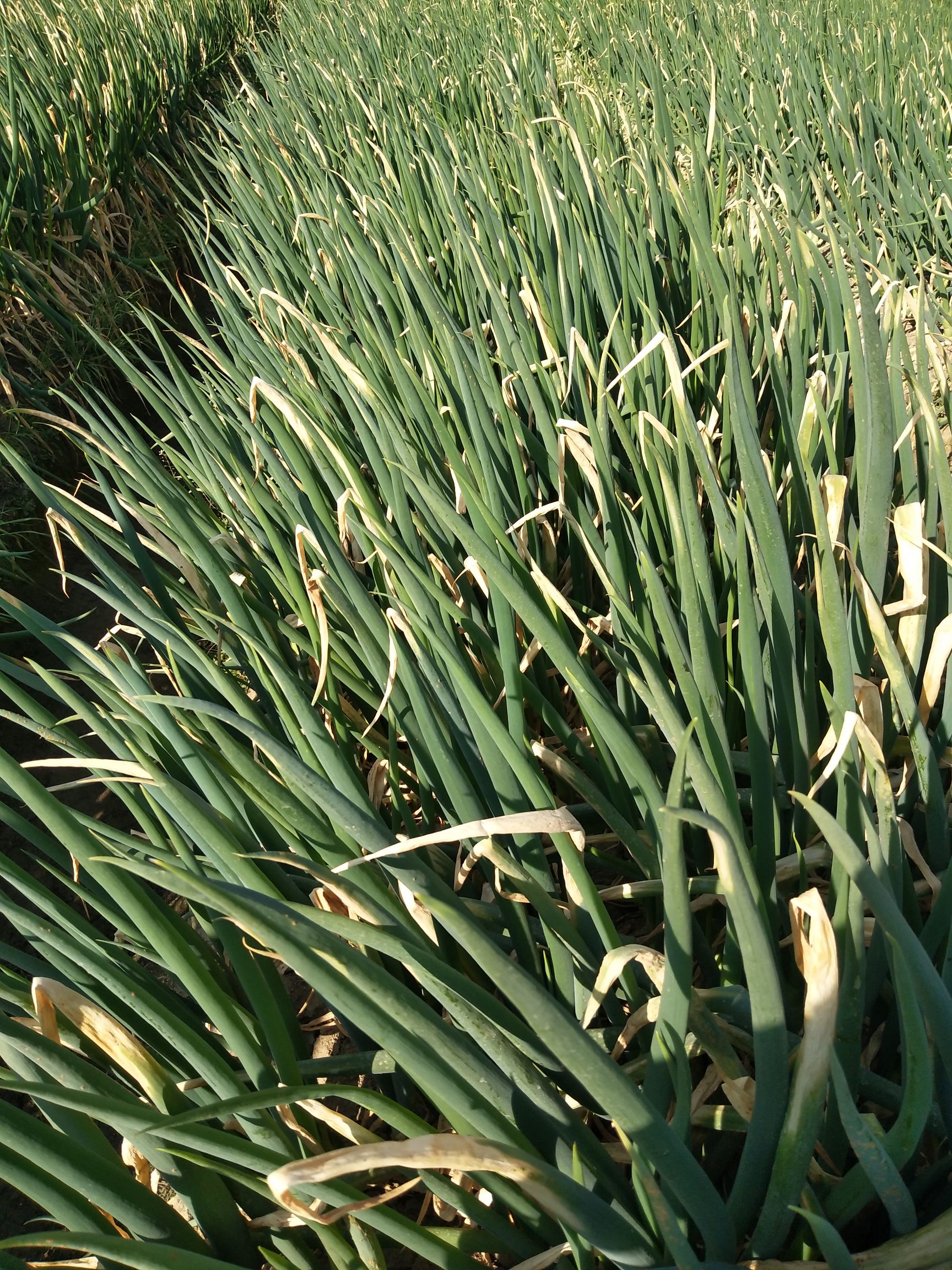 长白大葱 毛葱 四川省凉山彝族自治州冕宁县