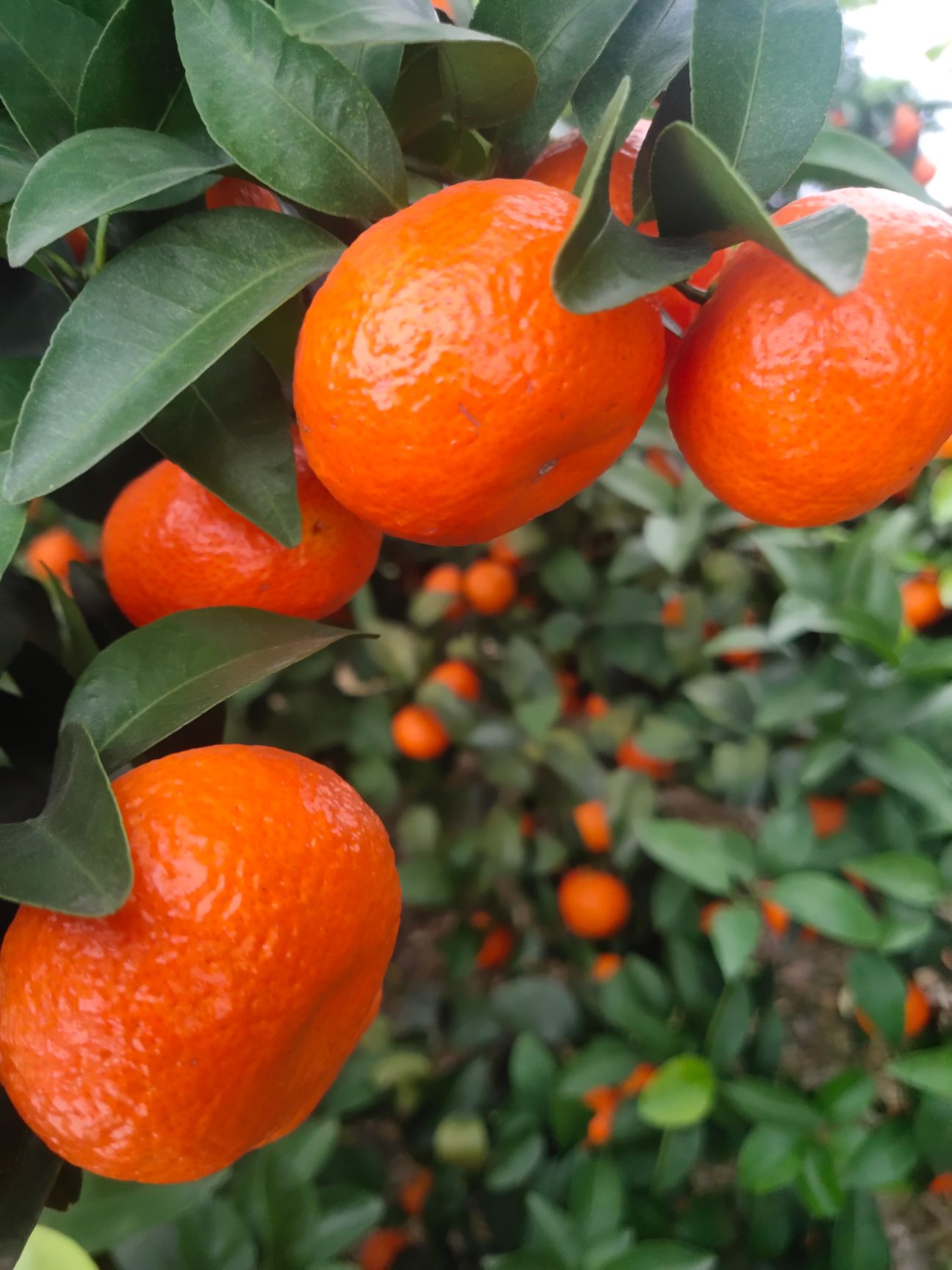 沙糖桔，果型漂亮、皮薄脆甜、化渣口感好