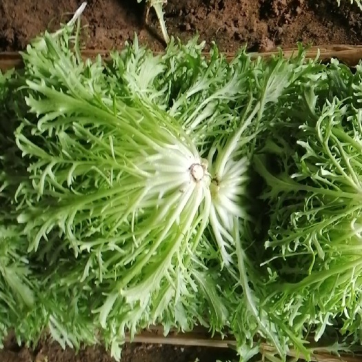 新民市美国大速生 优选叶菜生菜 蔬菜