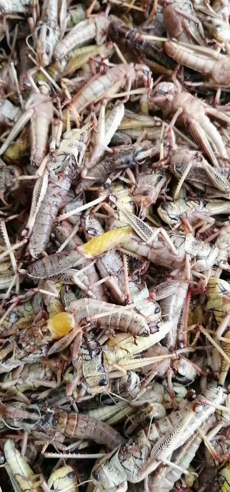 蝗虫  蚂蚱/去翅满籽纯母蚂蚱