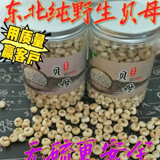 抚松县平贝母  东北当地纯  无硫贝母 量大从优 欢迎选购