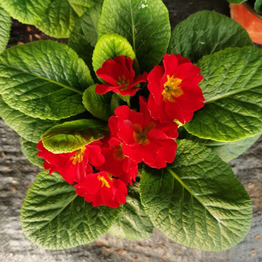 报春花基地大量供应每年十月一到春节都有货