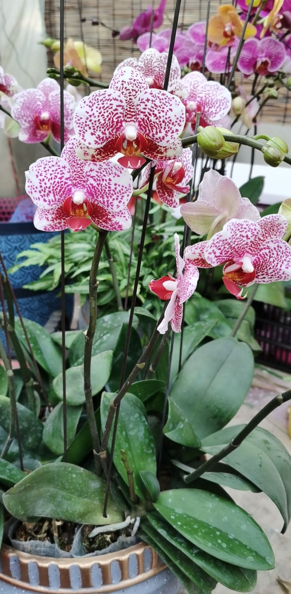 蝴蝶兰大辣椒杂花等每年春节有货