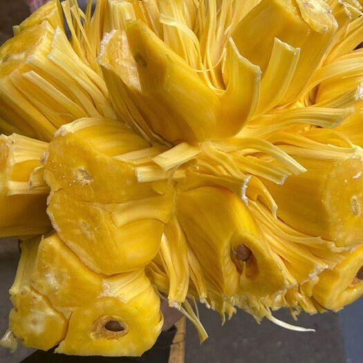 文昌市 香甜海南菠萝蜜