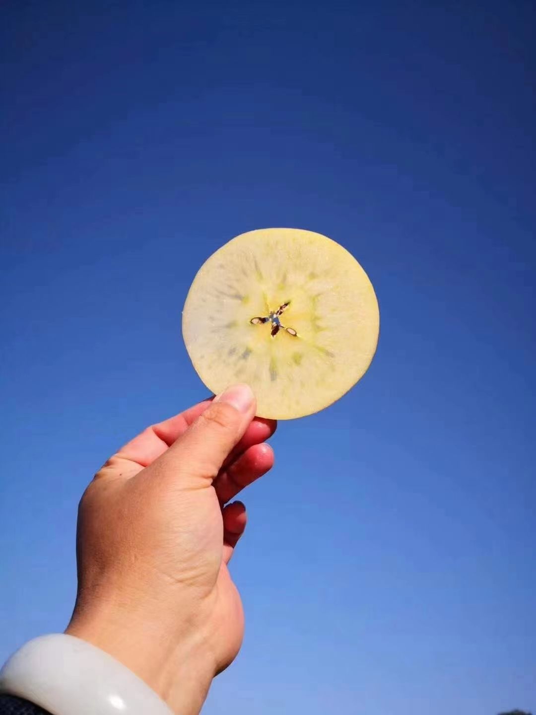 苹果  黄土高原红富士