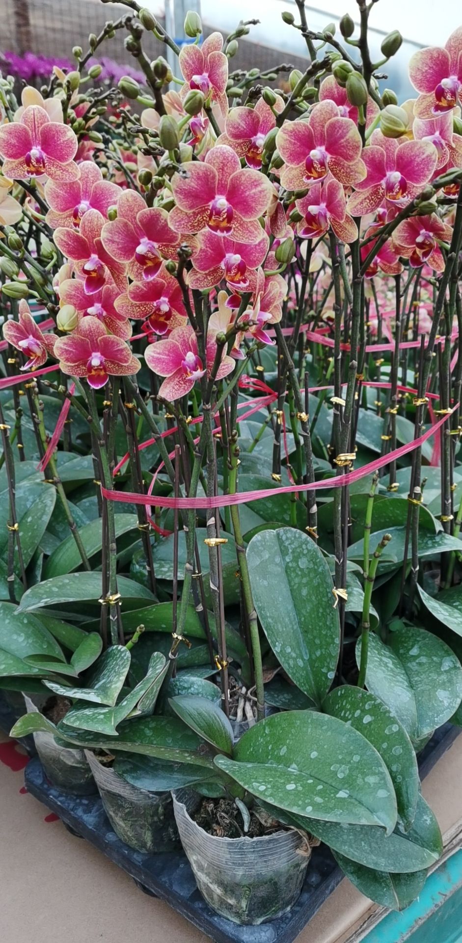 蝴蝶兰大辣椒杂花等每年春节有货