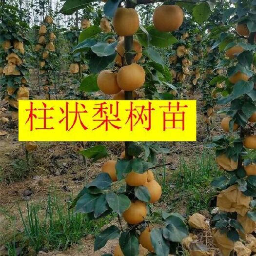 平邑县柱状梨苗  柱状梨嫁接新品种