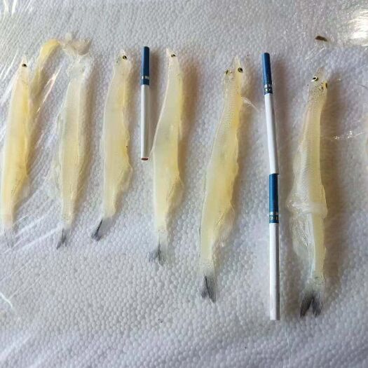 杜尔伯特小银鱼  大银鱼