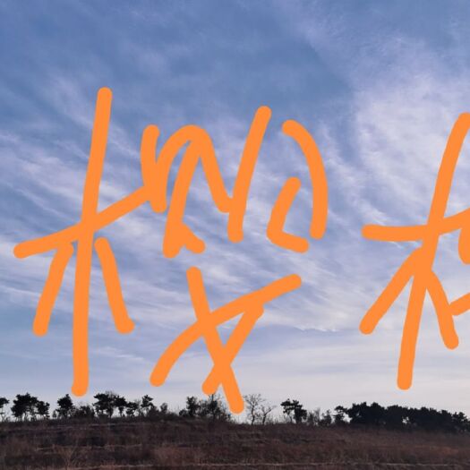 北京北京通州17亩果园出租出售