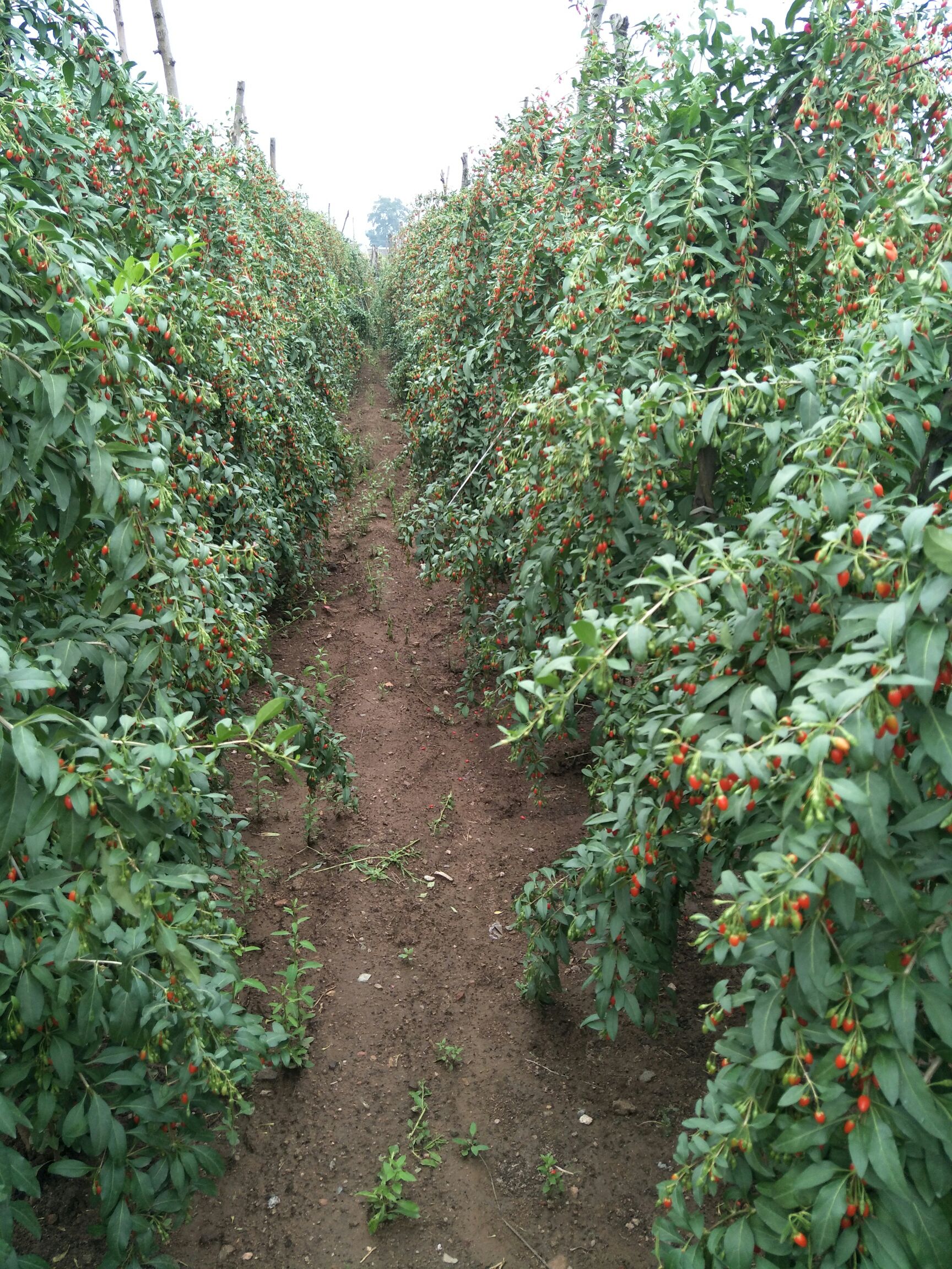 枸杞苗批发 南北方都可以种植当年结果 盆栽地栽枸杞苗