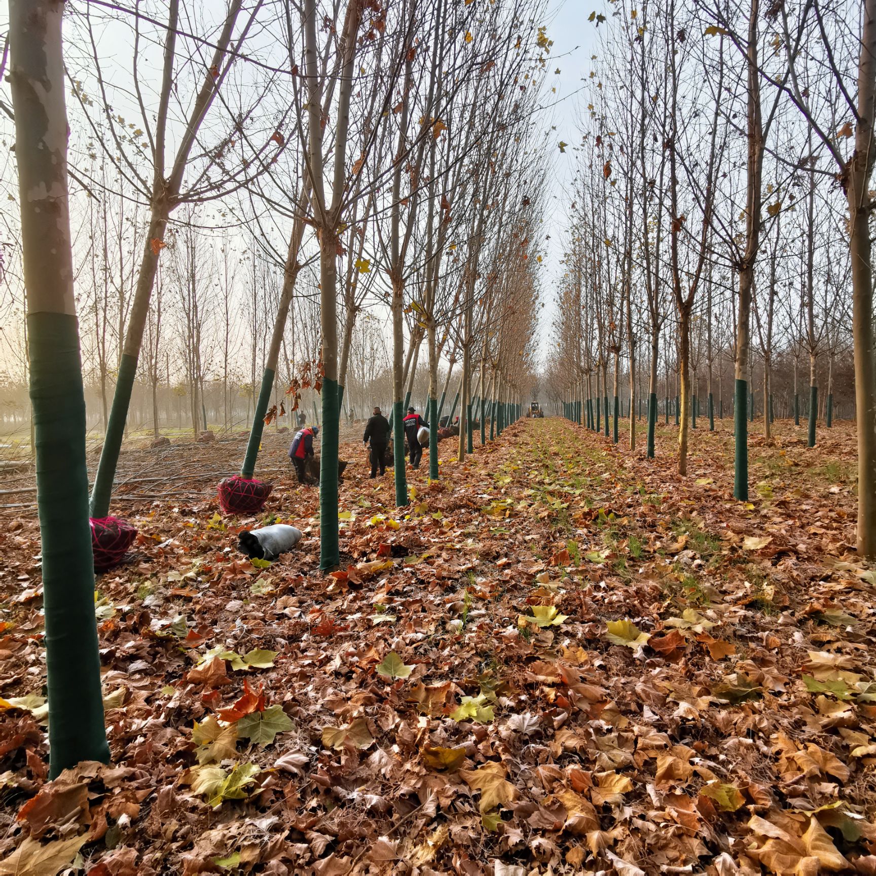 法国梧桐  法桐精品法桐