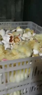 沭阳县 纯朗德鹅苗