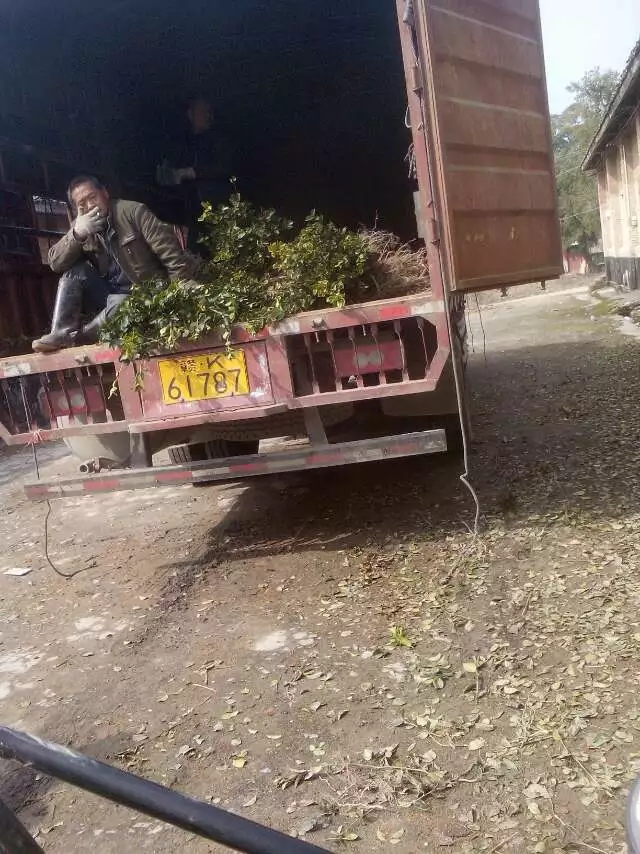 油茶树苗  油茶嫁接油茶苗大量出