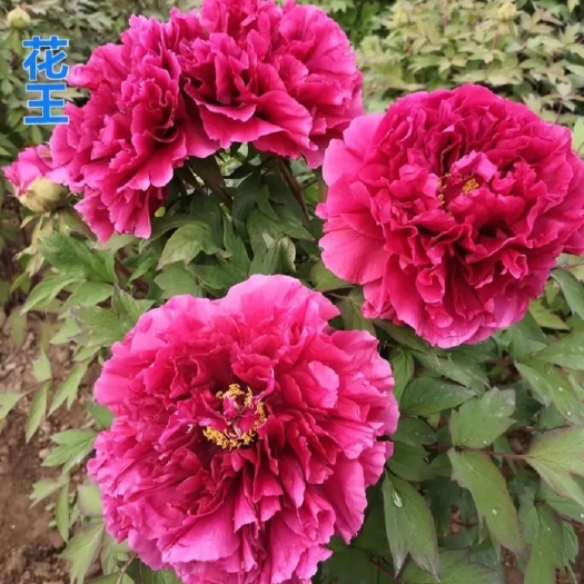郯城县观赏牡丹苗【速生生长速度开花快】适合南北方种植成活率高