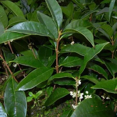 桂花树  桂花苗 【速生生长速度开花快】适合南北方种植成活率