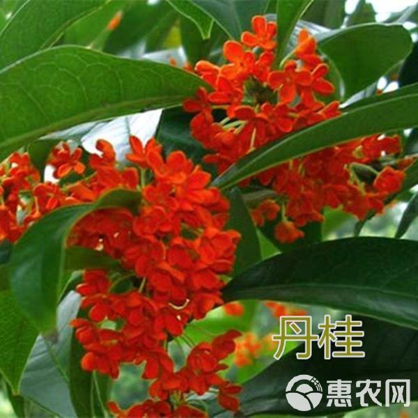 桂花树  桂花苗 【速生生长速度开花快】适合南北方种植成活率