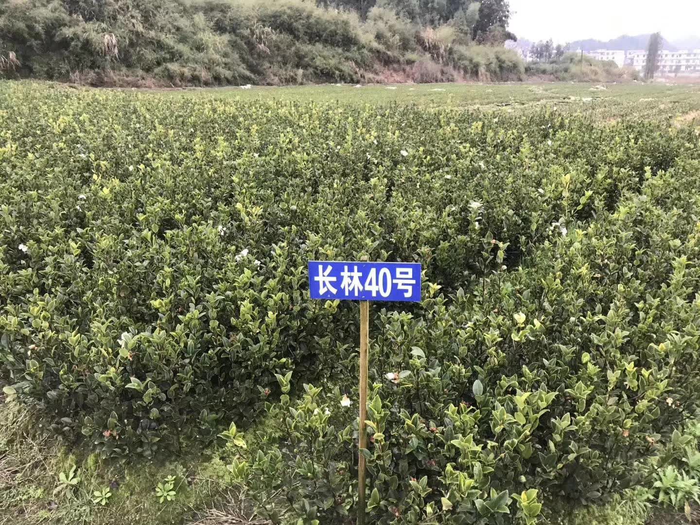 油茶树苗  油茶嫁接油茶苗大量出