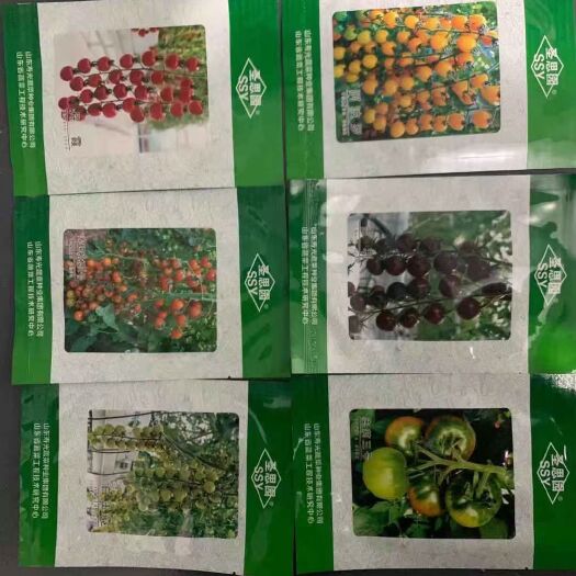 寿光市 特色樱桃番茄种子，各种颜色小番茄种子种苗
