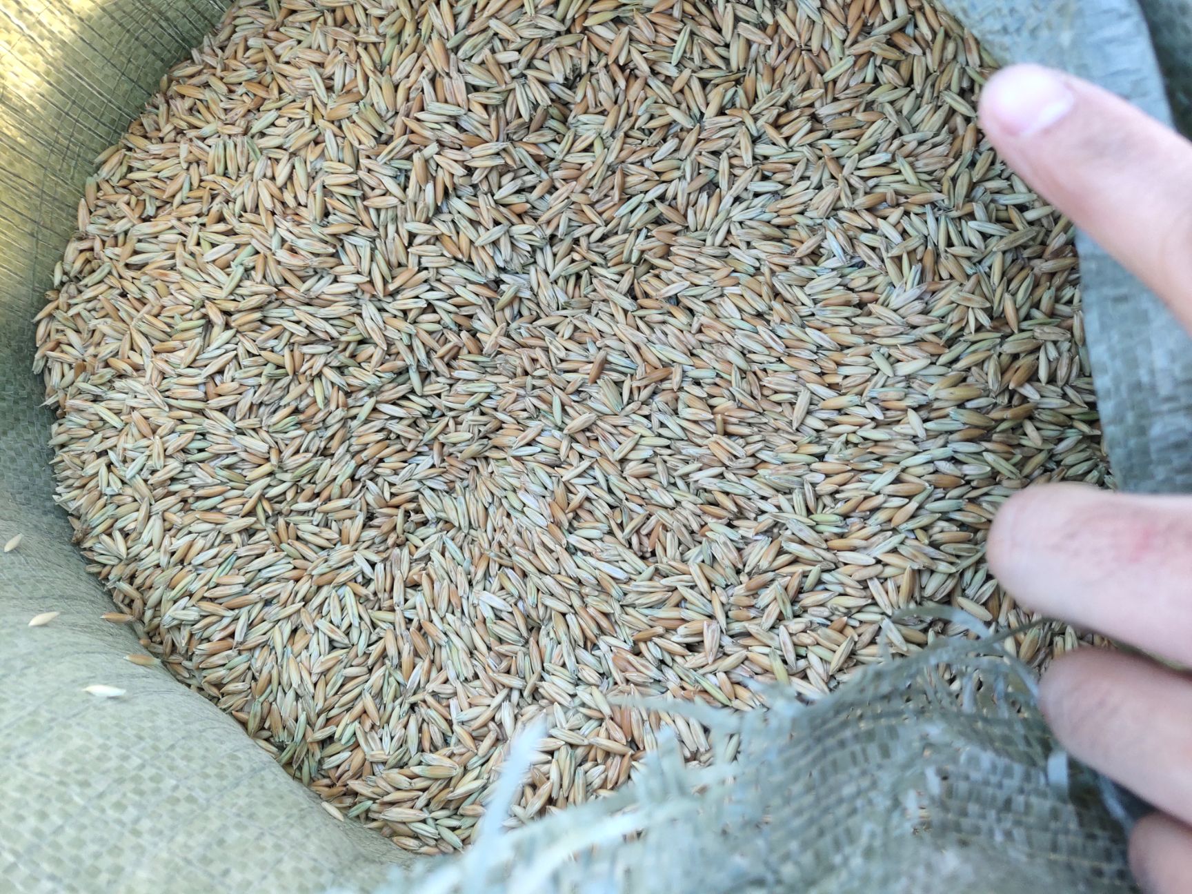 赤峰燕麦草种子 出售燕麦