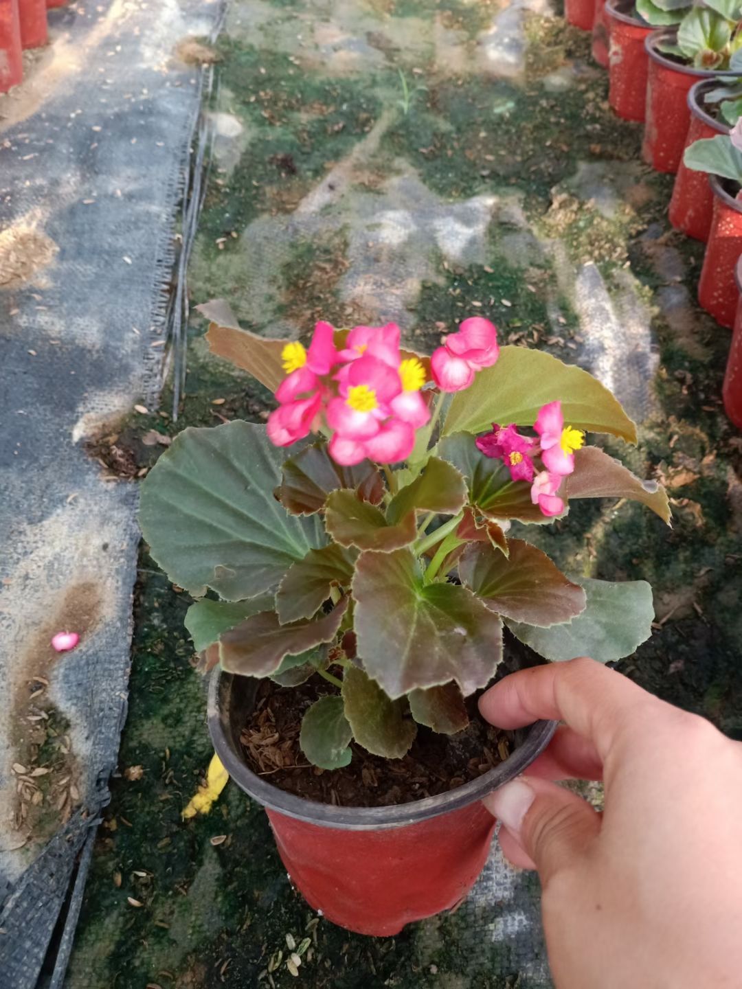 四季海棠长期有货欢迎致电联系我们