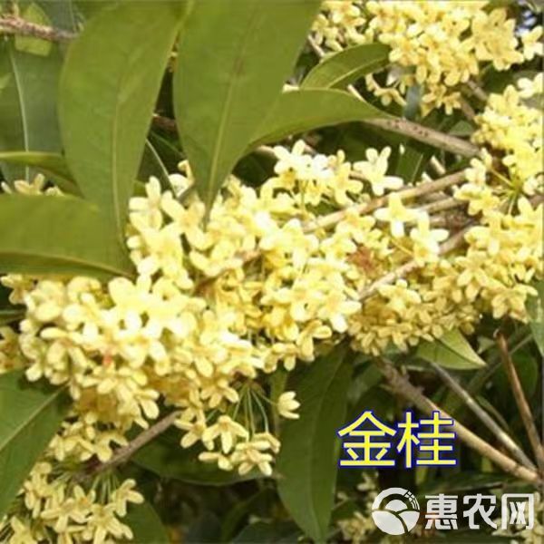 桂花树  桂花苗 【速生生长速度开花快】适合南北方种植成活率