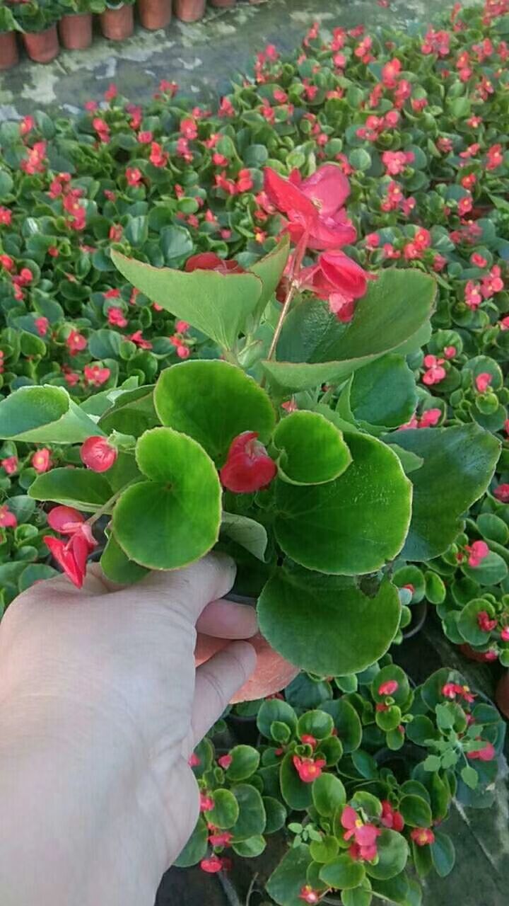 四季海棠长期有货欢迎致电联系我们