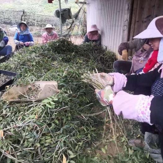 芒市云南高原特色石斛铁皮石斛鲜条15到45公分，需要的跟我联系。