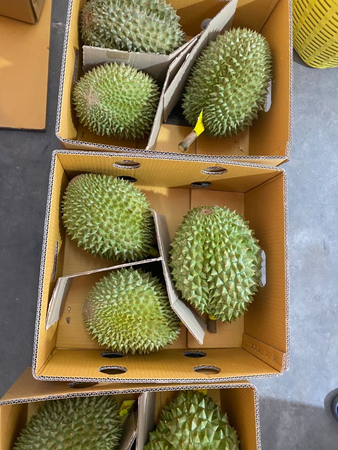 巴掌榴莲  泰国查曼尼，托曼尼混装榴莲，泰国空运直达，一件2到四