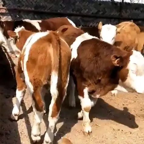 武山县肉牛基地现售大小肉牛好品种生长快