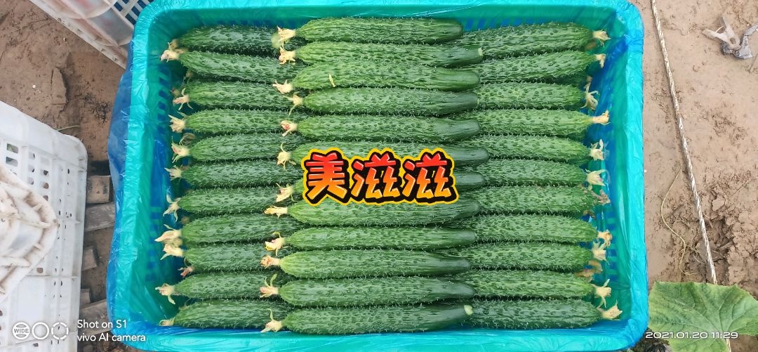 冠县刺黄瓜  密刺油亮黄瓜