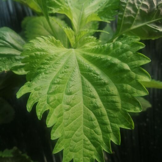 灌云县新鲜紫苏 本紫苏叶种植基地长期供应紫苏叶！质量有保证！