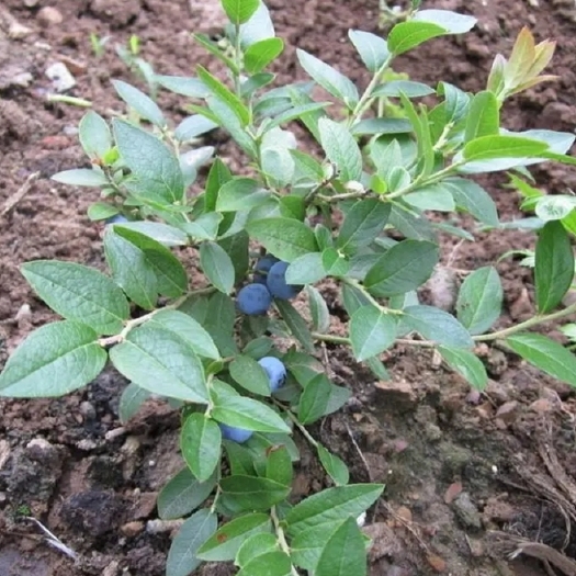 郯城县薄雾蓝莓苗 兔眼蓝莓苗 蓝宝石蓝莓适合南北方种植成活率高