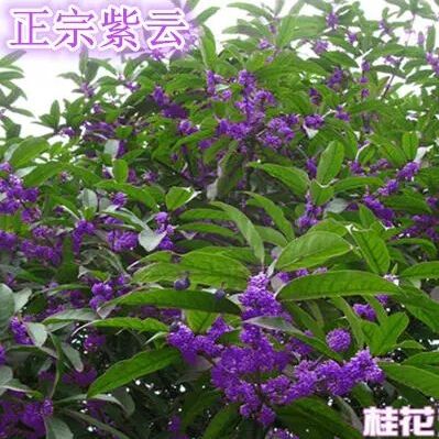 桂花树  桂花苗 【速生生长速度开花快】适合南北方种植成活率