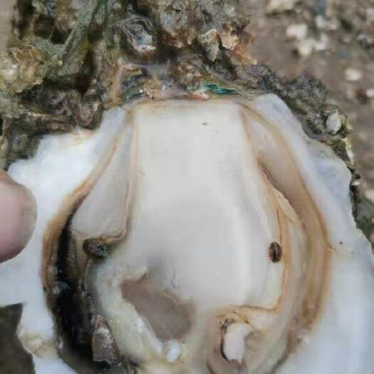 湛江牡蛎  湛江自养生蚝 ，只做批发不零售