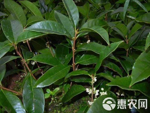 桂花树  桂花苗 【速生生长速度开花快】适合南北方种植成活率