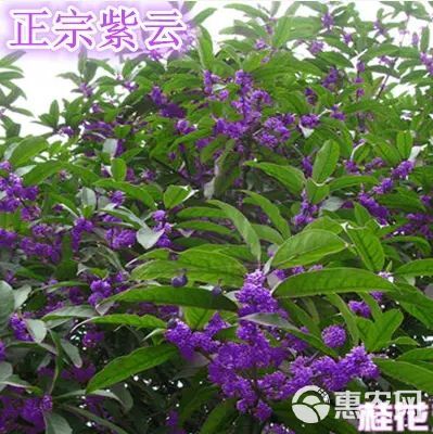 桂花树  桂花苗 【速生生长速度开花快】适合南北方种植成活率