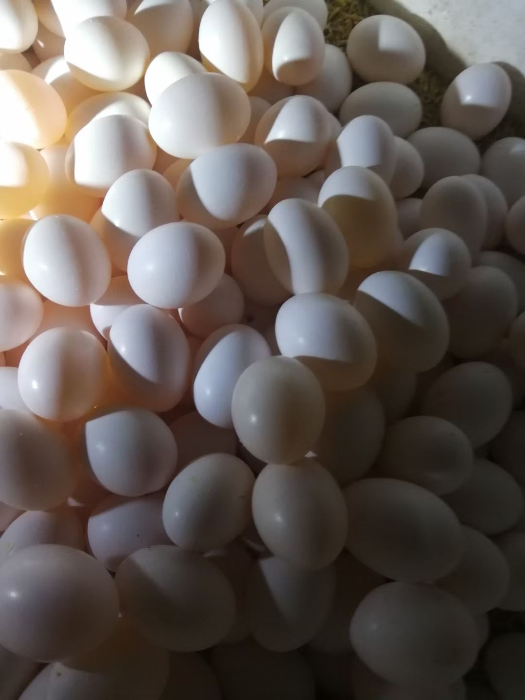 莘县养殖场现捡的鸽子蛋，普通箱子包装，现捡现发货  保证新鲜