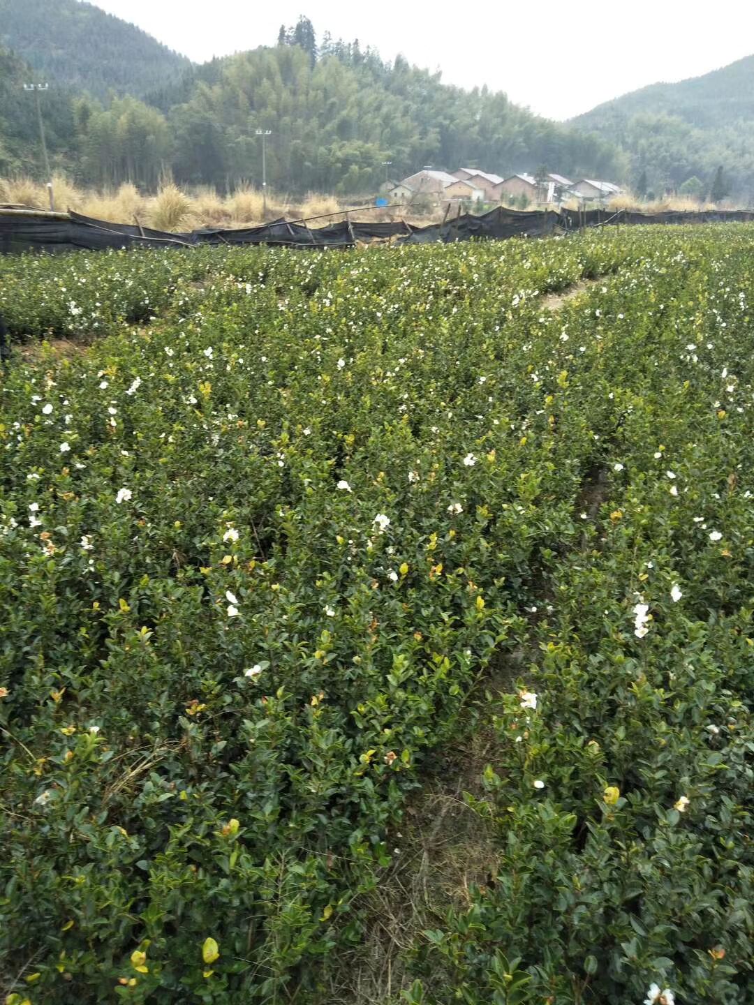 油茶树苗  油茶嫁接油茶苗大量出