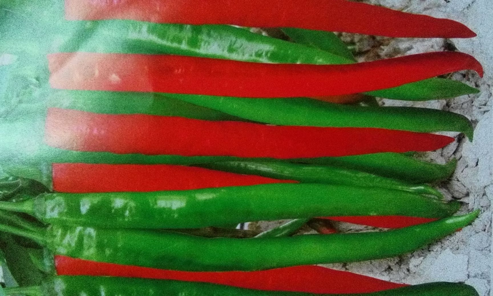 线椒苗 辣椒苗，茄子苗批发，粗长羊角椒，株高58cm，开展度62cm