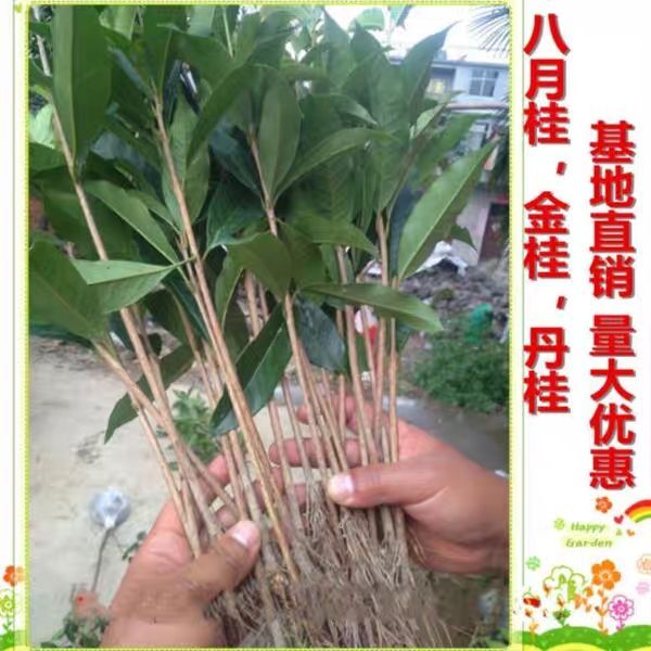 桂花树  桂花苗 【速生生长速度开花快】适合南北方种植成活率