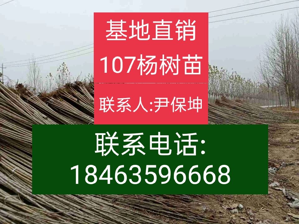 1500余亩优质 107杨树苗,鲁林9号杨树苗【无絮杨】基地
