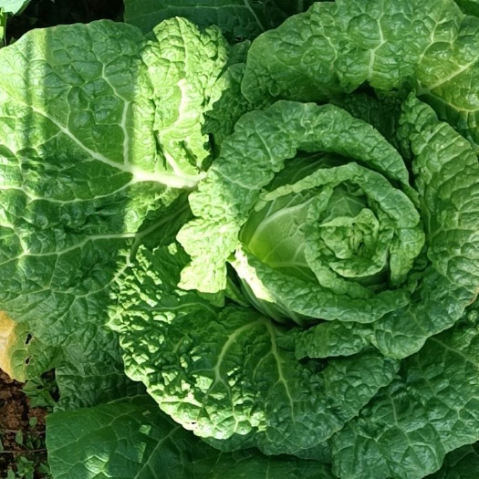  大白菜，春节前后可砍，5万颗