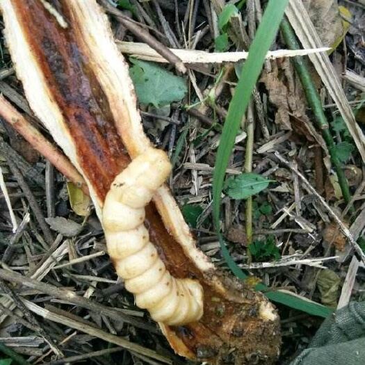 宁远县斗米虫，虎刺虫，专业砍虫团队，长期稳定供应，量大价优，