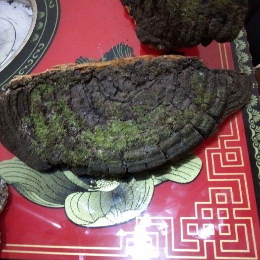 镇巴县 桑树桑黄