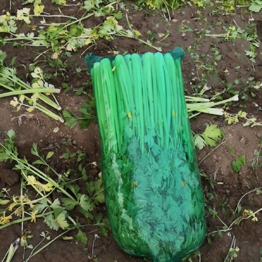 商河县毛芹 芹菜