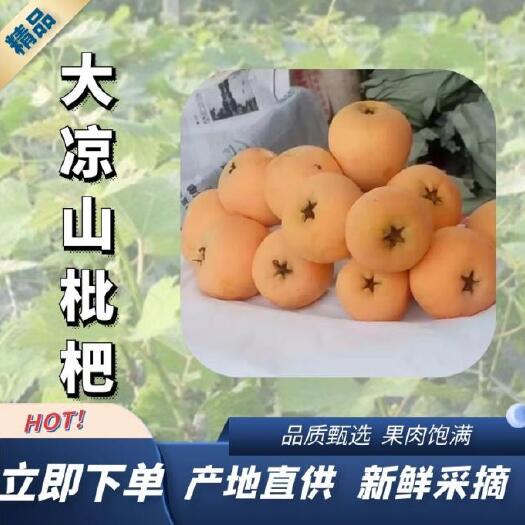 德昌县大五星枇杷  大凉山时令应季新鲜枇杷现摘现发基地直供支持空运
