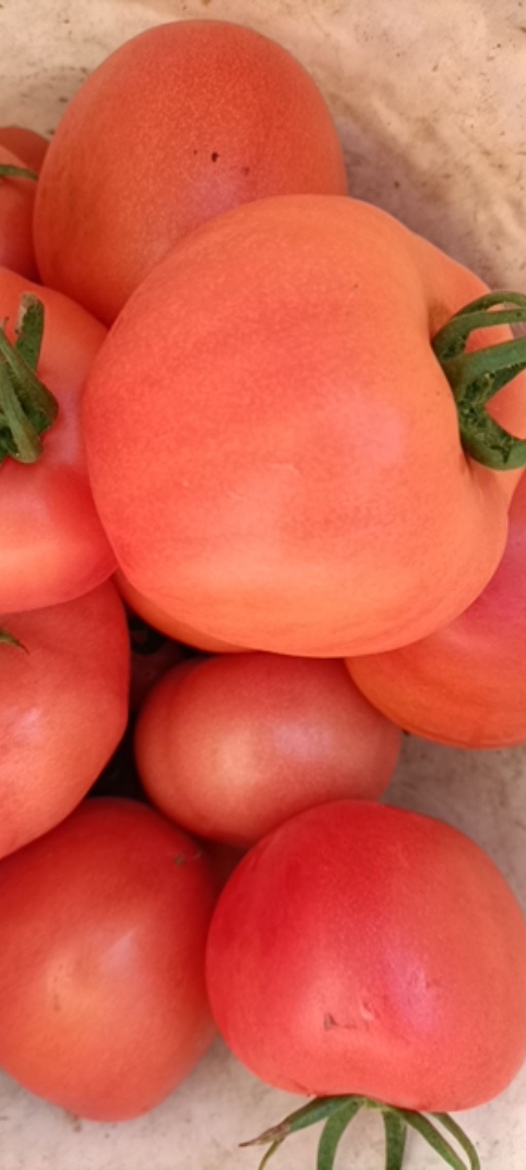 沂水县山东硬粉西红柿大量现货，质量保证，价格便宜，颜色漂亮