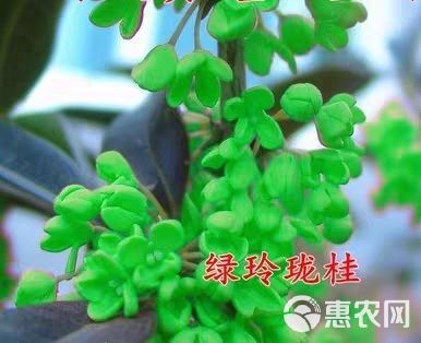 桂花树  桂花苗 【速生生长速度开花快】适合南北方种植成活率